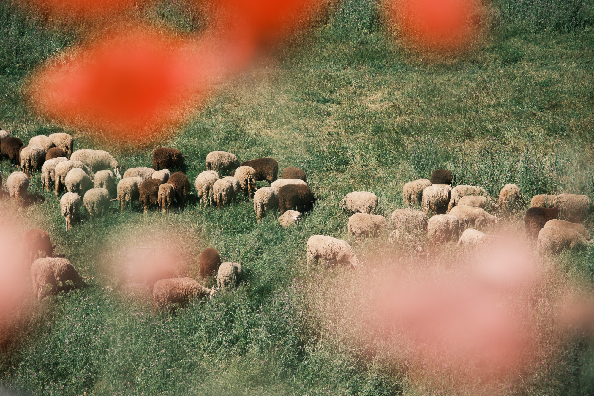 diogo abreu portugal beira interiorsheep herd grazing poppies bokeh